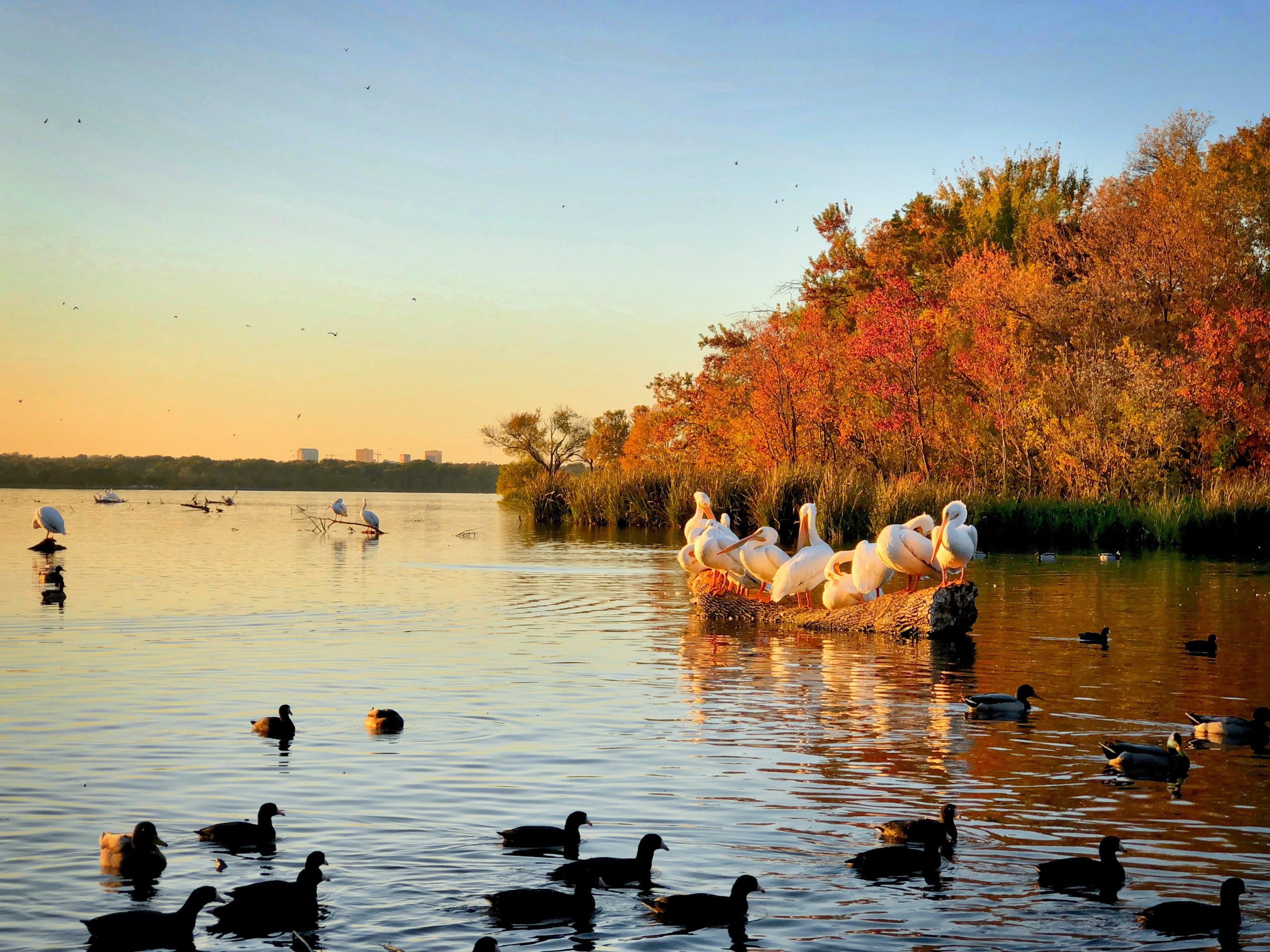 Pelicans and Ducks at White Rock Lake
