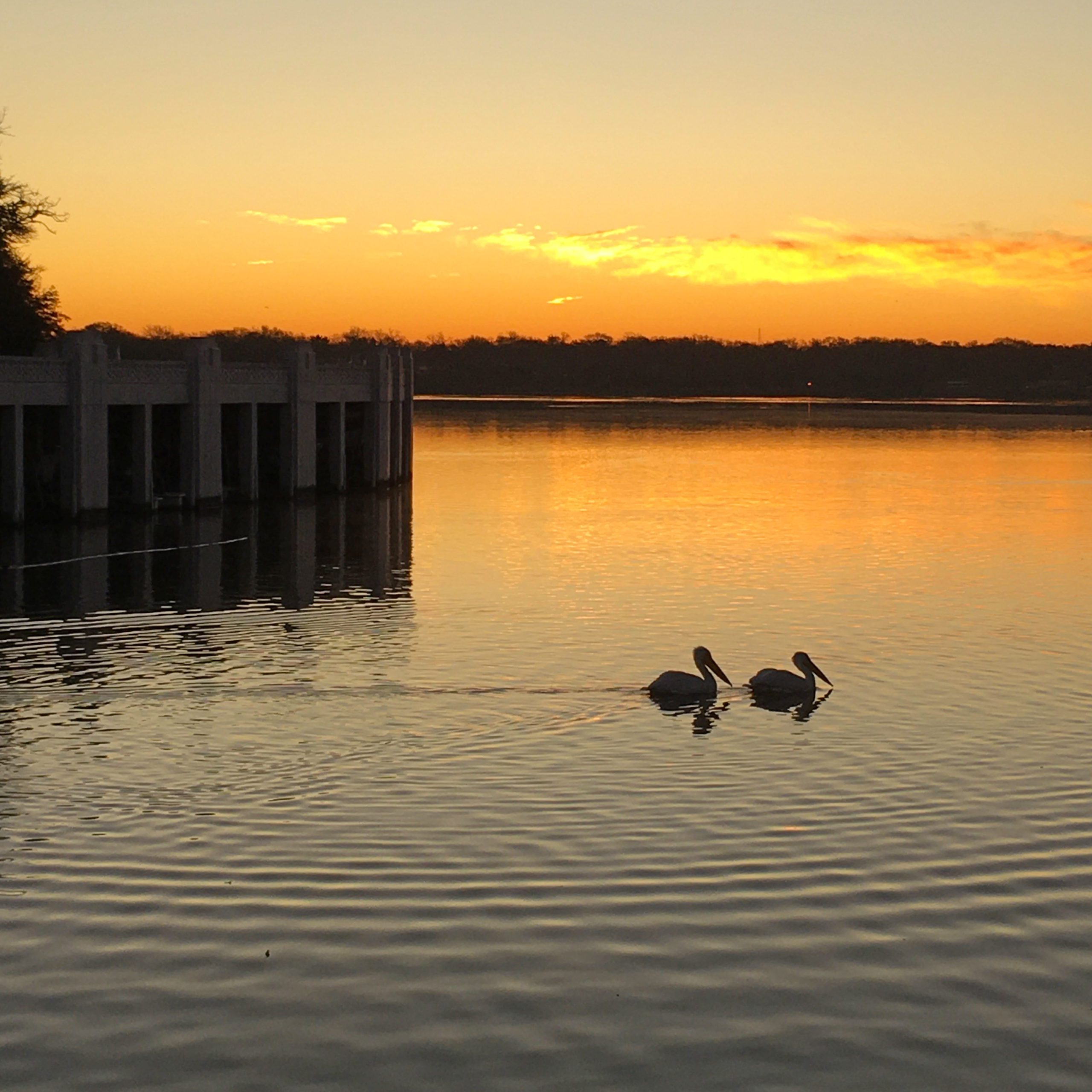 Pelicans by Sue Benner