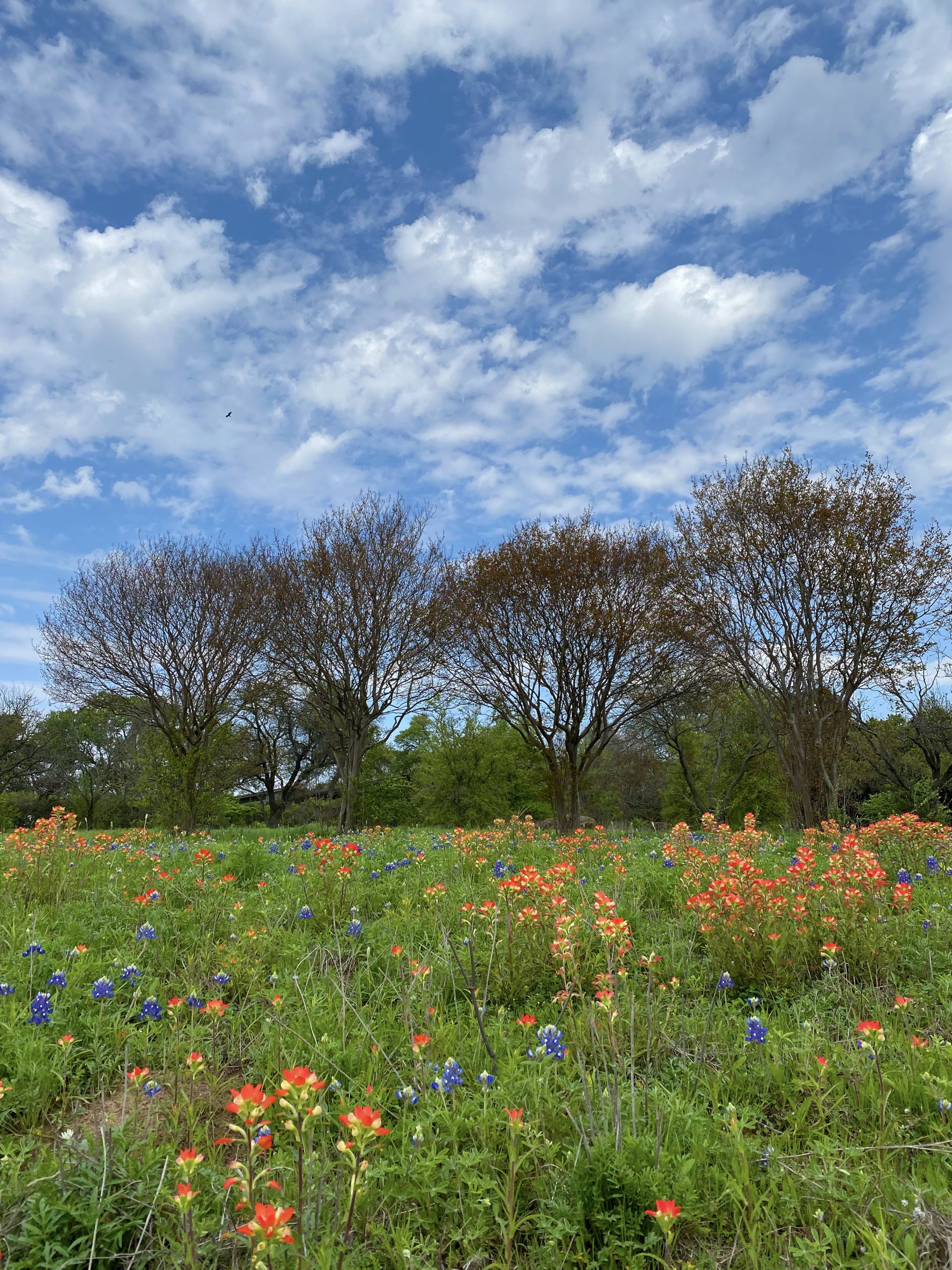 Indian Paintbrush by Sue Benner