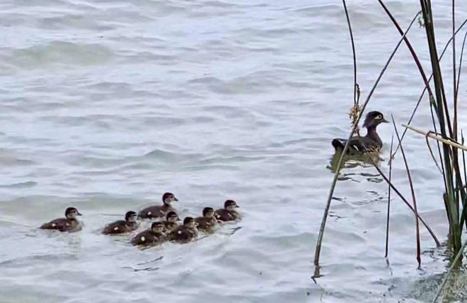Ducklings by Le Ann Tawney